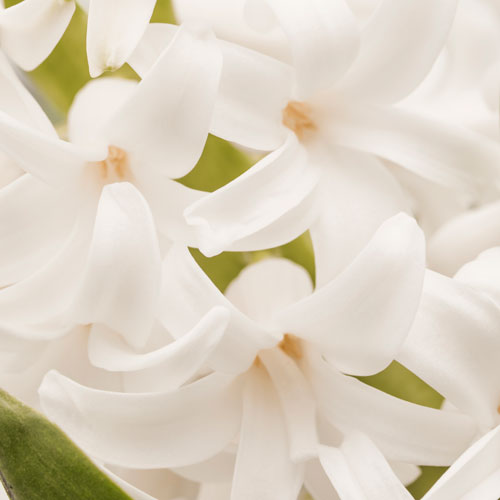 White Musk
