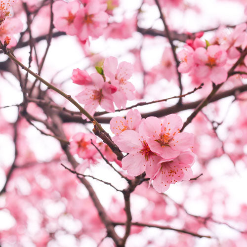 Cherry Blossom